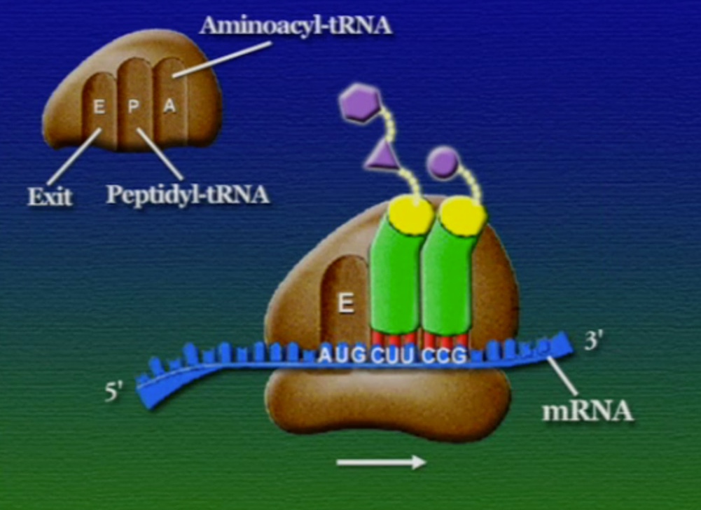 ribosome-14