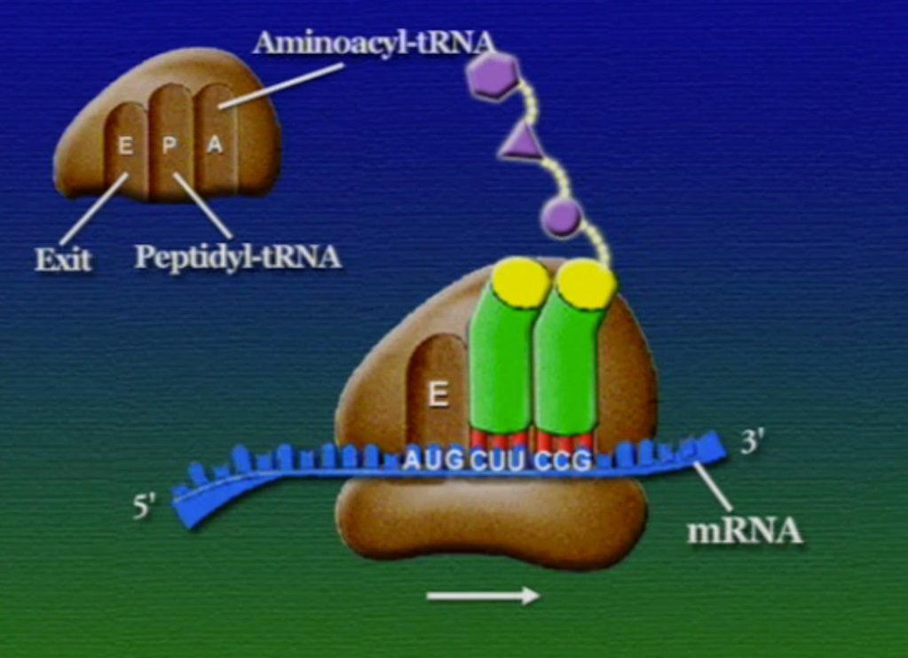 ribosome-15