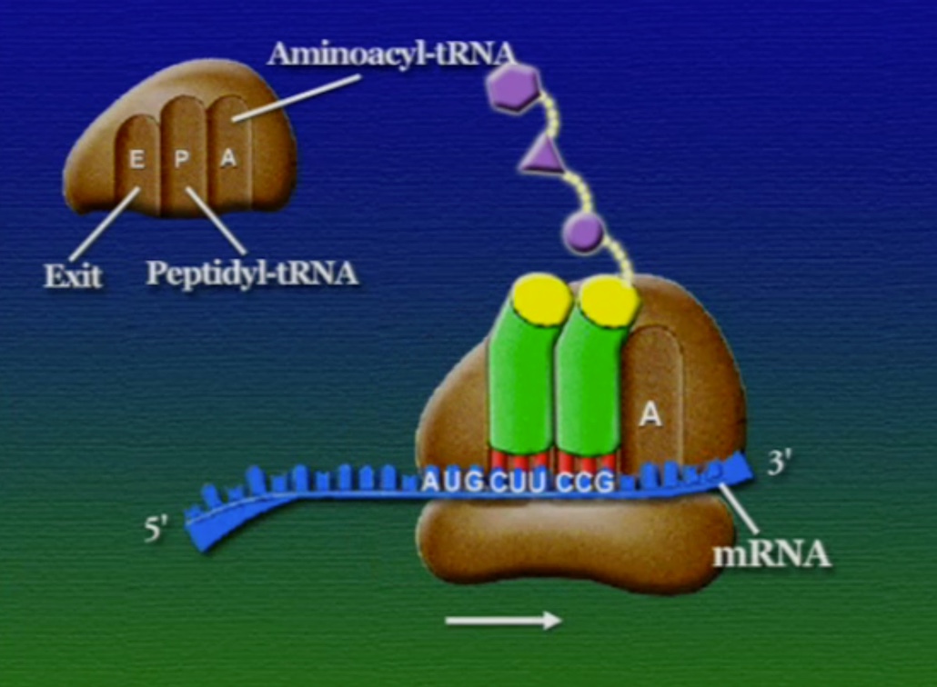 ribosome-16