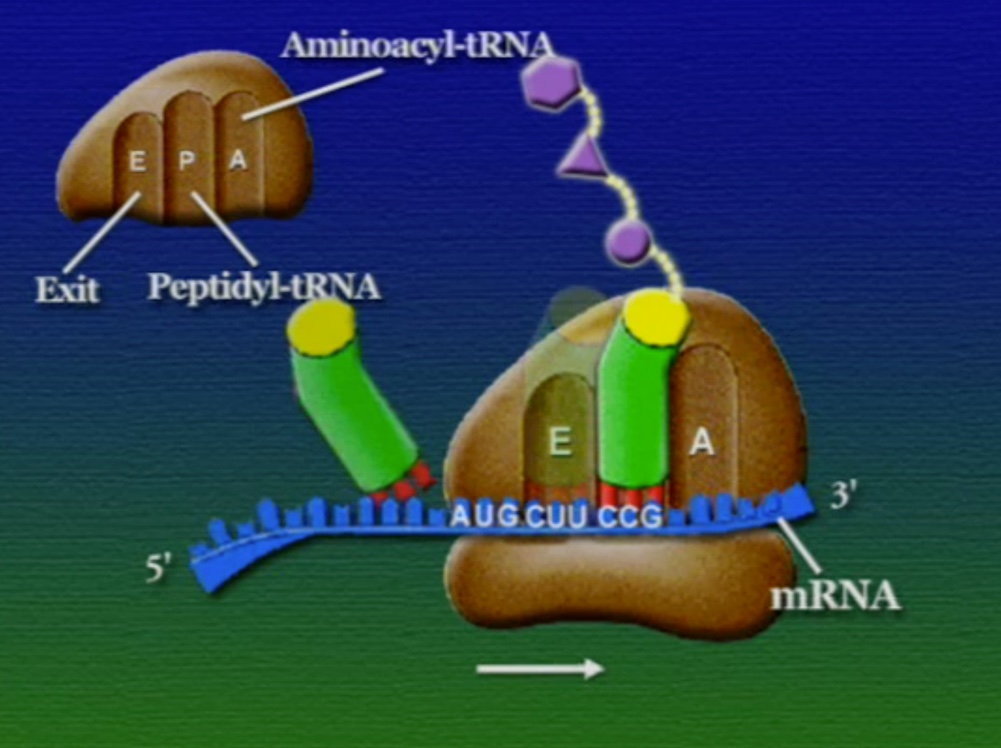 ribosome-17