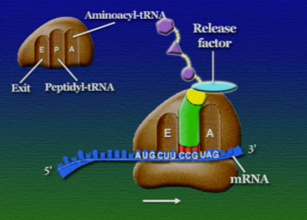 ribosome-18