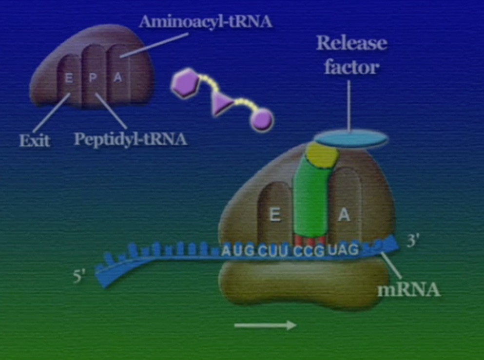 ribosome-19