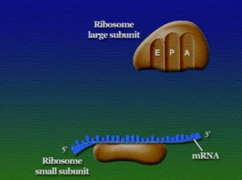 ribosome-2