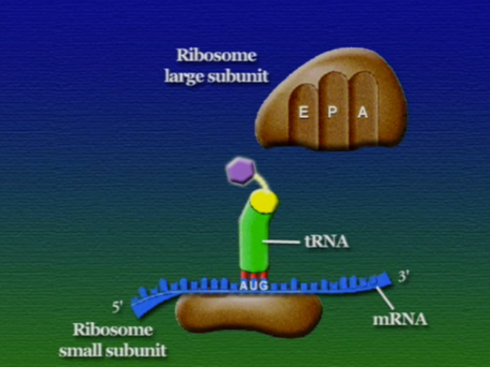 ribosome-3