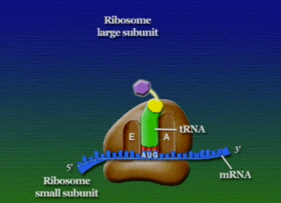 ribosome-4