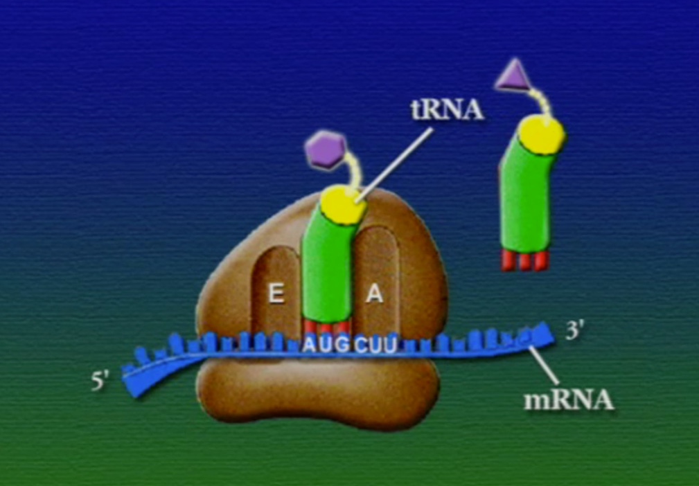 ribosome-6