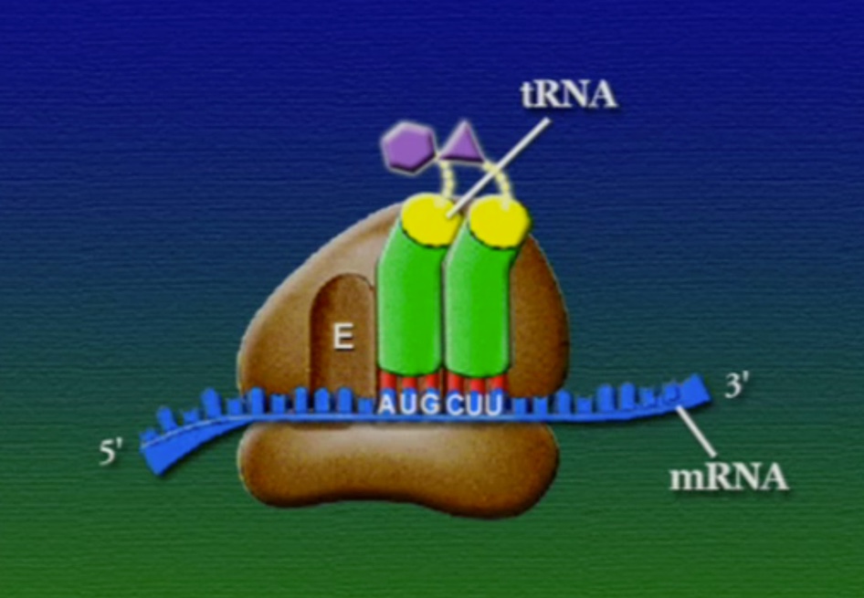 ribosome-7