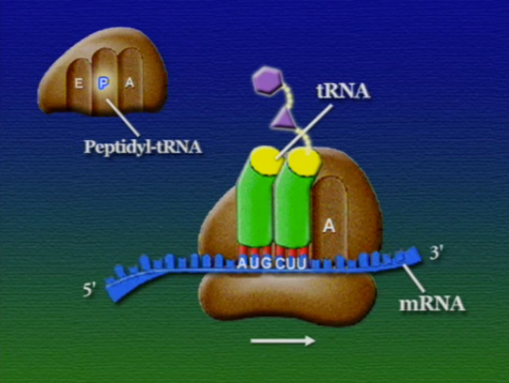 ribosome-9