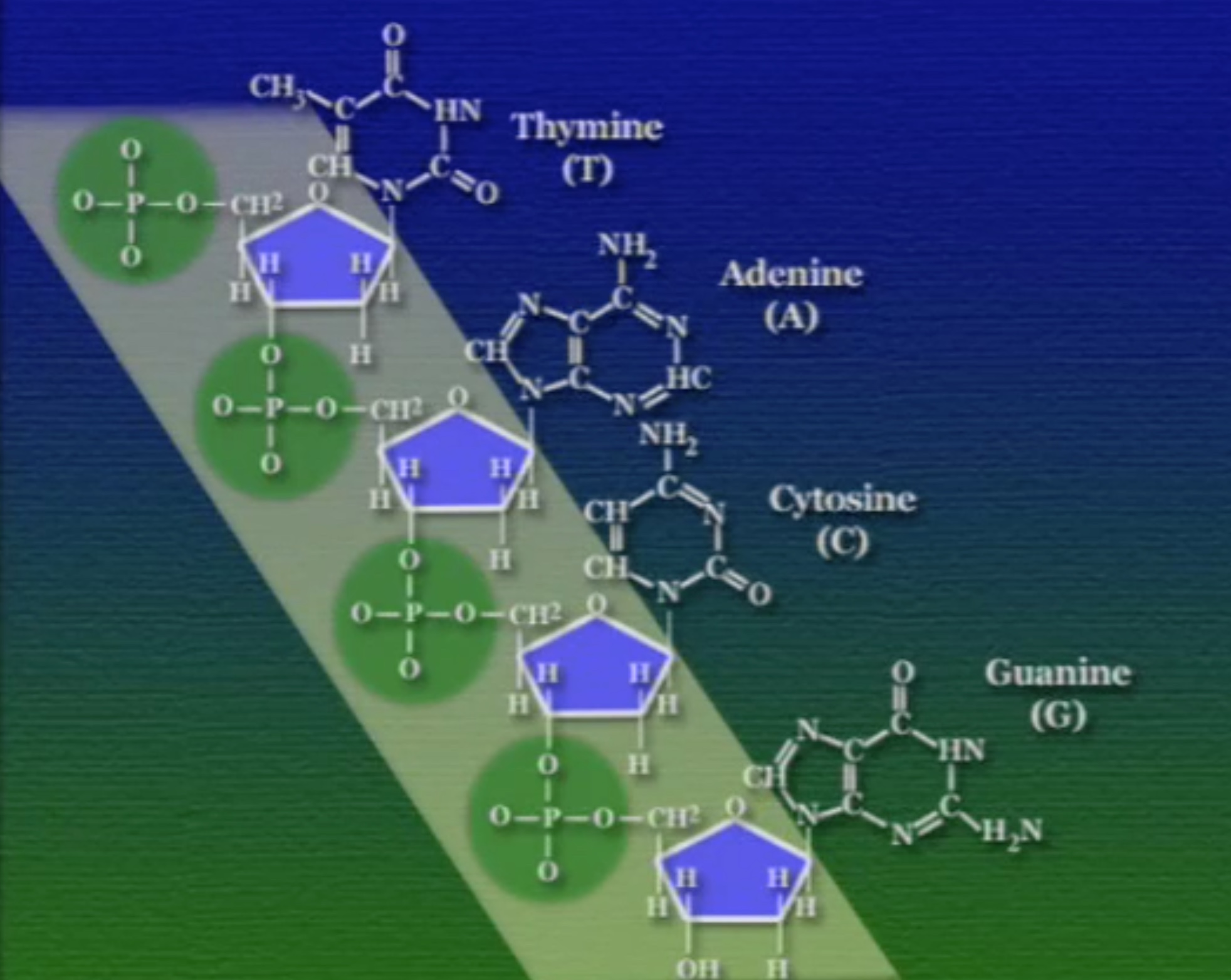 sugar-phosphat-bb2