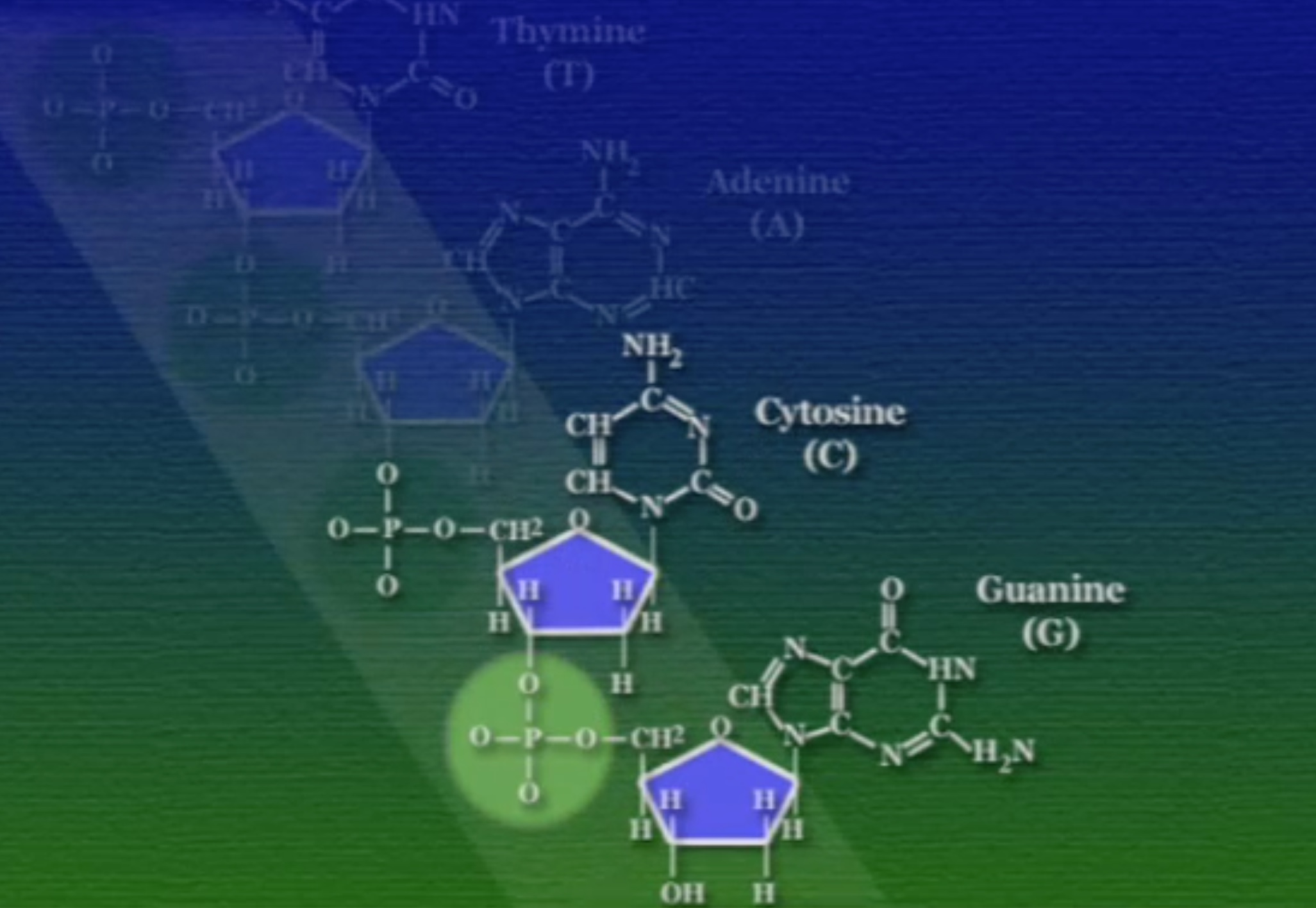 sugar-phosphate-bb-1