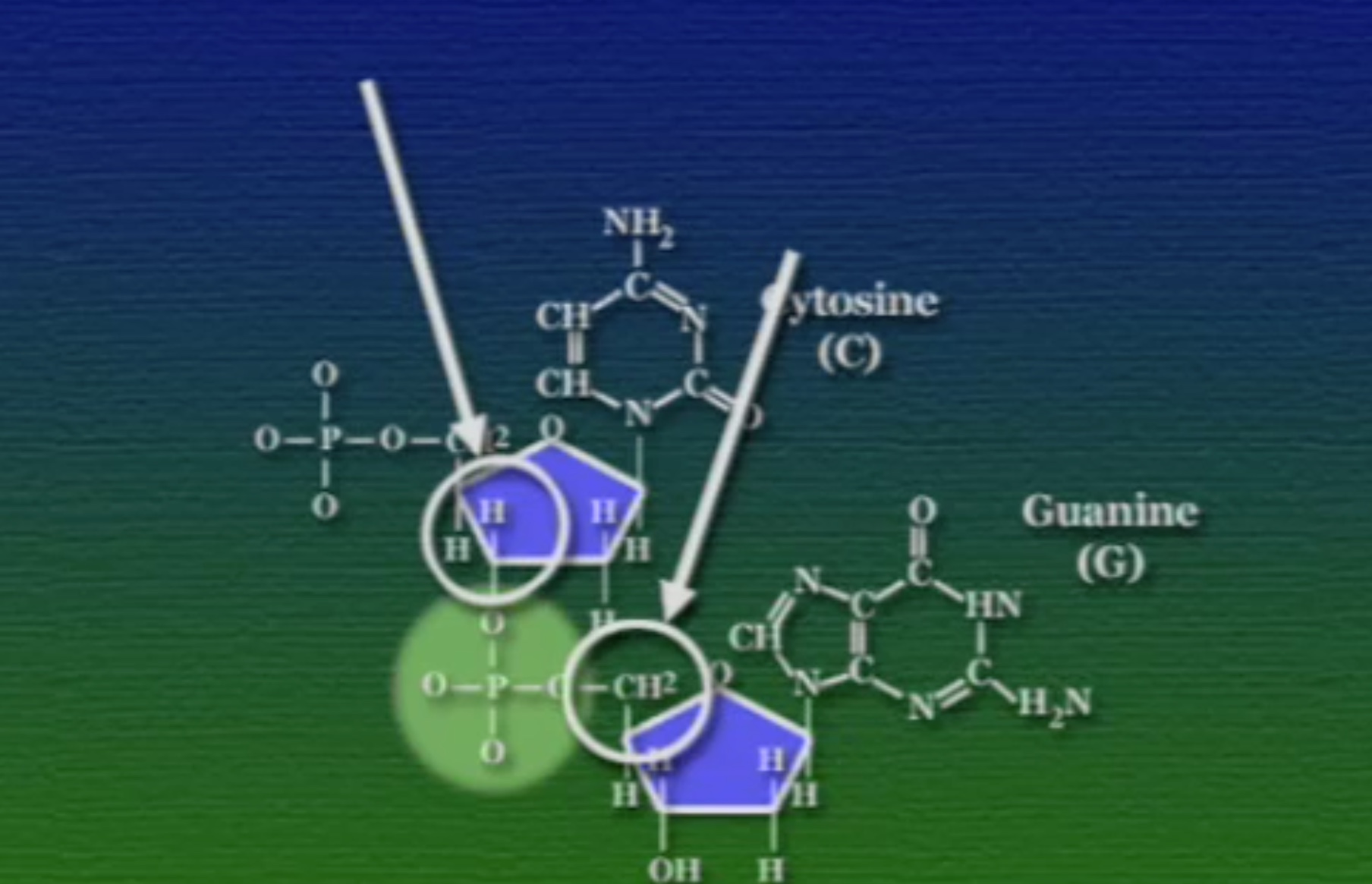 sugar-phosphate-bb5