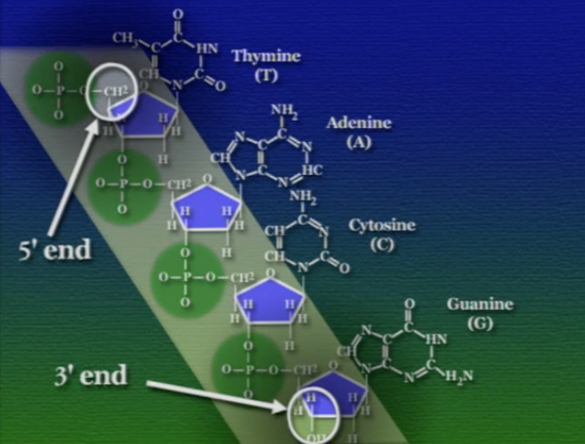 sugar-phosphate-bb6