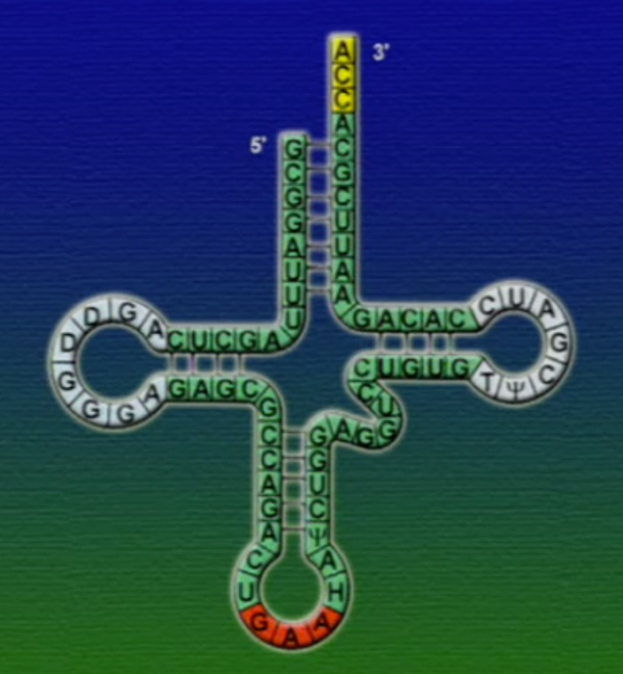 tRNA-1