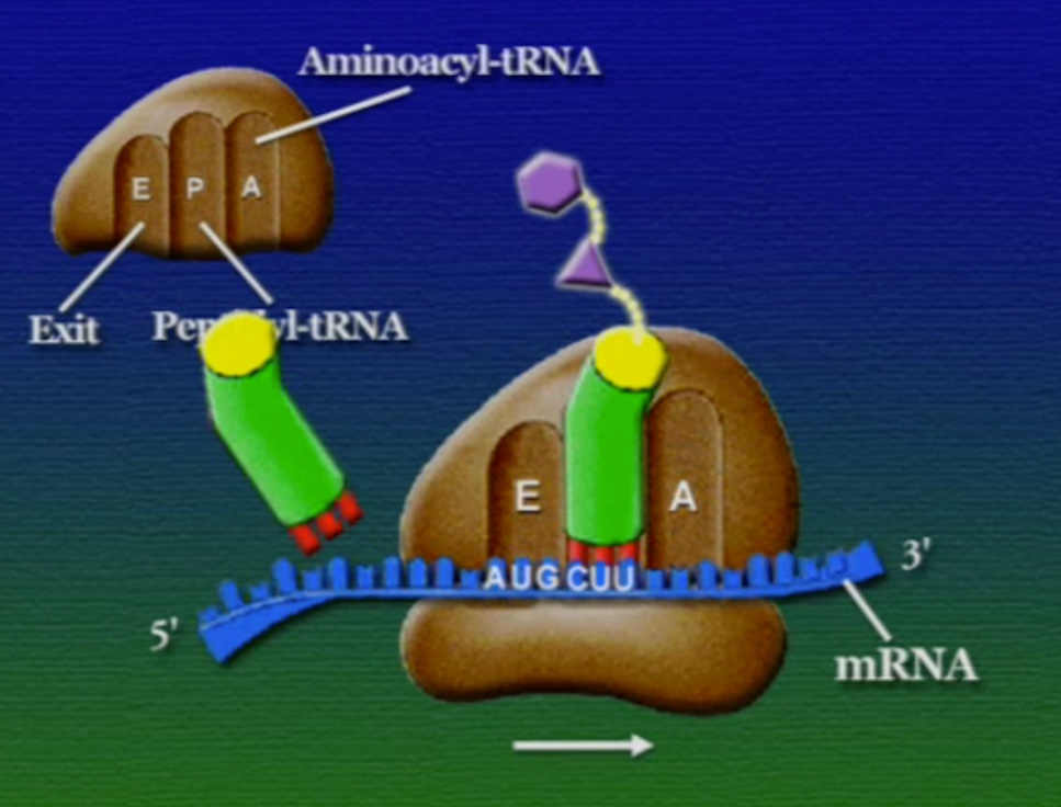 tRNA-17