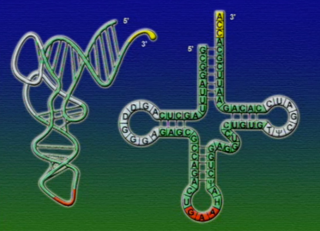 tRNA-2