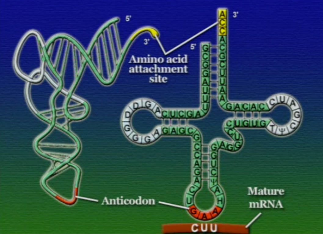 tRNA-3