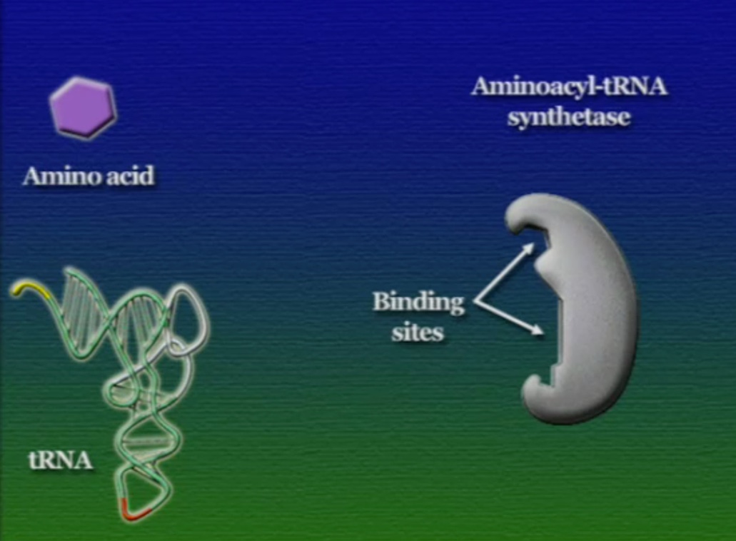 tRNA-Amino-2