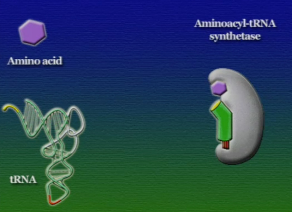 tRNA-Amino-4