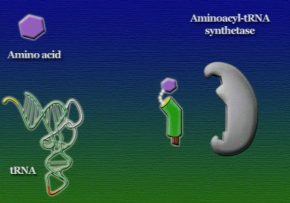 tRNA-Amino-5