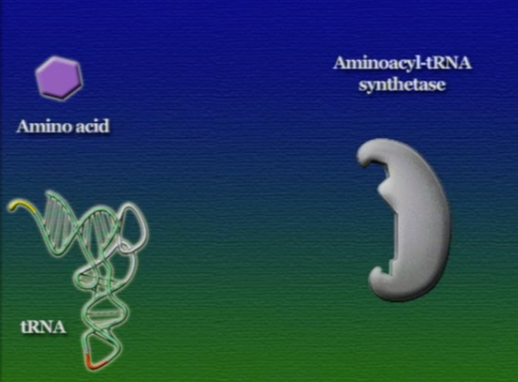 tRNA-amino-1