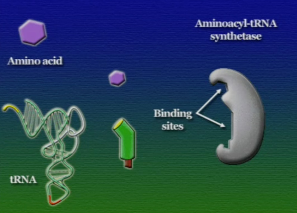 tRNA-amino-3