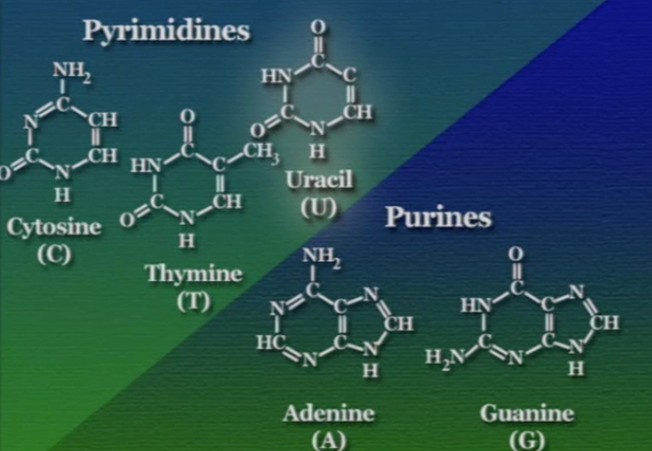 uracil